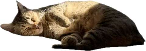 Sunny the cat, curled up asleep