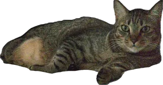Sunny the cat, stretched out and lounging